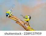 Close up of two Great Tit, Parus major, standing on a dead mossy broken branch against clear blurred natural background