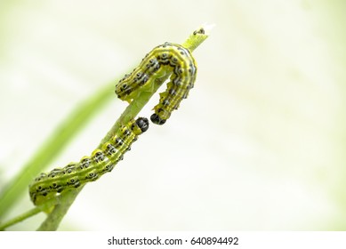Close up of two green caterpillars on a branch, larva of the box tree moth (Cydalima perspectalis)
