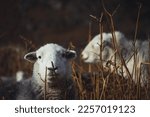 Close up of two Herdwick sheep in the Lake District National Park in England. Taken on Tarn Crag near Grasmere. 