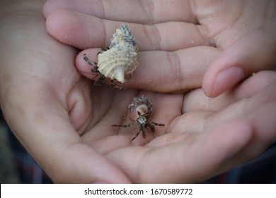 Close Up Of Two Hermit Crabs
