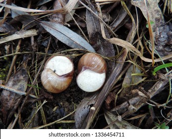 Close up of two hibernating snails Helix pomatia, the Roman snail, Burgundy snail, edible snail or escargot during hibernation with a calcareous epiphragm in place. Poland, Europe