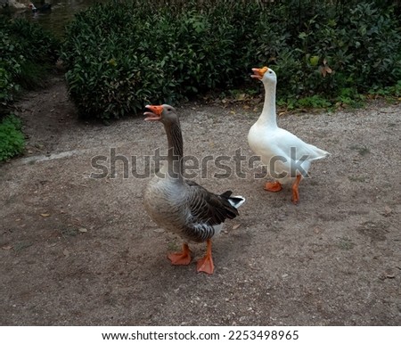 Close up of two a hissing greylag gooses, Anser anser. The greylag goose is a species of large goose in the waterfowl family Anatidae