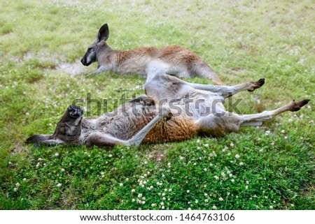 Close up two kangaroos relaxing lying on the grass in the sun, sleeping on the job