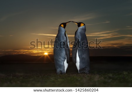 Close up of two King penguins (Aptenodytes patagonicus) at sunset, Falkland Islands.