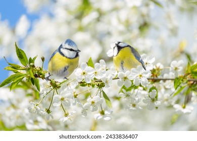 Close up of two little birds perching on branch of blossom cherry tree. Blue tit. Parus caeruleus. Spring background - Powered by Shutterstock