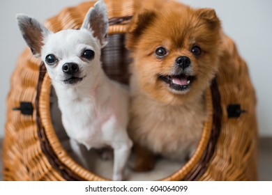 close up of two lovely and cute puppies white chihuahua dog and red pomeranian dog with funny emotional faces looking out of wicker dog house