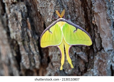 Close Up Of Two Luna Moth On A Tree. Green Moth Sitting In The Woods In Florida.