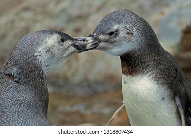 A close up of two Magellanic penguin youngsters bonding together by touching their bills together . Background of very soft focus rocks - Powered by Shutterstock