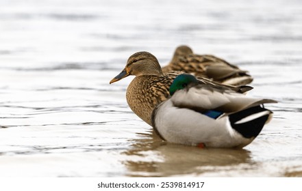 A close up of two mallard ducks resting in a tranquil lake. - Powered by Shutterstock