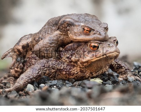 Close up of two mating common toads on their way to their spawning waters.
