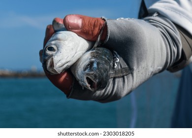 Close up of two mullet bait fish - Shutterstock ID 2303018205