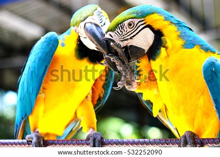 close up two parrot yellow and blue feather mating with love kiss 