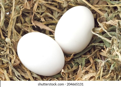 pitchers to color egg