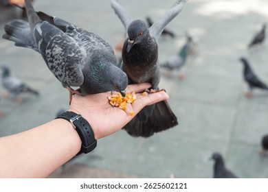 Close up of two pigeons eating corn kernels from a person's hand outdoors, urban wildlife interaction.
