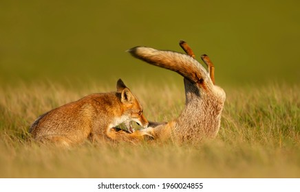 Close up of two playful Red fox cubs (Vulpes vulpes) in the field of grass. - Shutterstock ID 1960024855