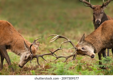 Close up of two Red deer stags fighting and a spectator during rutting season in autumn.