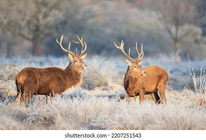 Close Up Of Two Red Deer Stags In Winter, UK.