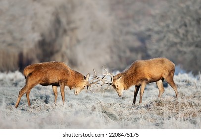 Close Up Of Two Red Deer Stags Fighting, UK.