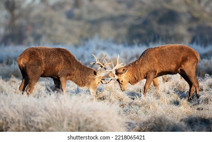 Close Up Of Two Red Deer Stags Fighting, UK.