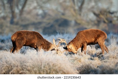 Close Up Of Two Red Deer Stags Fighting, UK.