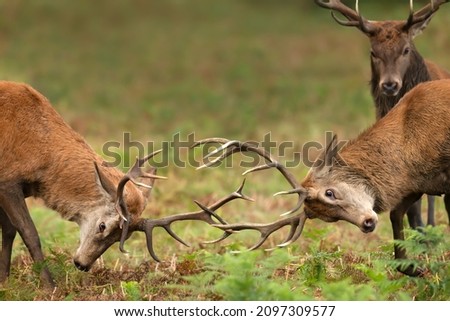 Close up of two Red deer stags fighting and a spectator during rutting season in autumn.