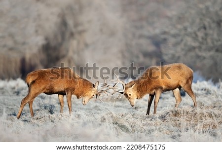 Close up of two Red deer stags fighting in winter, UK.