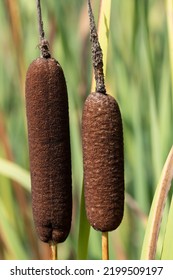 Close Up Of Two Reed Cobs In Nature, Portrait Format