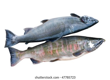 59 Oncorhynchus Masou Images, Stock Photos & Vectors | Shutterstock