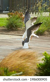 Close up of two seagulls fighting, on the ground, terrace with grass and flowers around