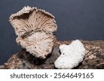 close up of two side of schizophylum mushroom