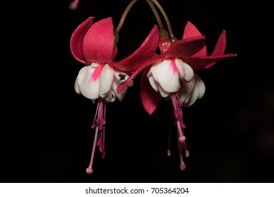 Close Up Of Two Sir Matt Busby Variety Of Fuchsia Flowers At A Flower Show In England