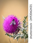 A close up of two six-spot burnet moths on a thistle in the South Downs, with a shallow depth of field