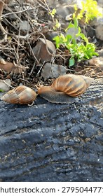 close up of two snails crawling on a rock