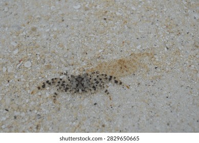 Close up of two tiny camouflaged crabs on white beach sand. One crab has black and white spotted legs, the other has orange  spotted shell. Marine wildlife, beach ecosystem and nature concept in tropical coastal area.