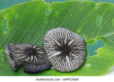 close up two tiny mushroom on green leaf