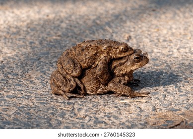Close up of two toads frogs piggybacking 