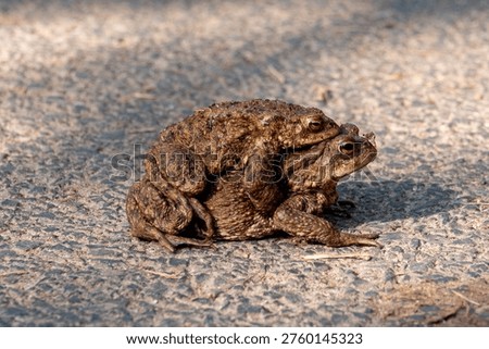Close up of two toads frogs piggybacking 