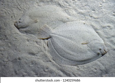 Close Up Two Turbot Demersal Flatfishes Hiding On Sand Sea Bottom, High Angle View