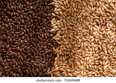 Close Up Two Types Malt Grains, Top View