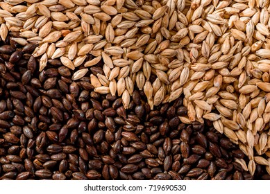 Close Up Two Types Malt Grains, Top View