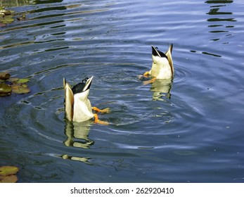 321 Duck Ass Images, Stock Photos & Vectors | Shutterstock