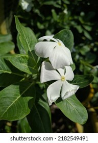 Close Up Of Two White Rosy Periwinkle Flower