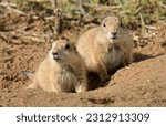 close up of  two young black-tailed prairie dogs on top of  their burrow at the rocky mountain arsenal wildlife refuge in commerce city, near denver, colorado     