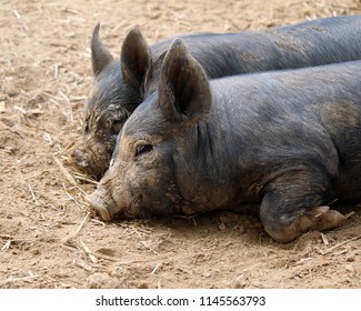 Close up of two young rare breed Berkshire piglets lying down together on brown earth side on to the viewer faces caked in drying brown mud looking very relaxed and content on a hot summers day.