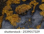 close up of a type of brown sea weed known as Channelled Wrack which grows near the high tide zone