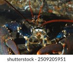 close up of a type of clawed lobster known as a Common or European Lobster emerging from its home in a crevice in a reef wall