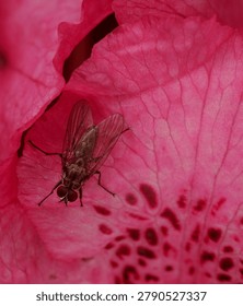close up of a type of Dance Fly on a brightly colored Rhododendron flower