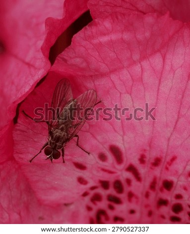 close up of a type of Dance Fly on a brightly colored Rhododendron flower
