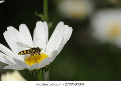 close up of a type of Hover fly commonly known as a Migrant Hover fly feeding on an Ox Eye Daisy flower