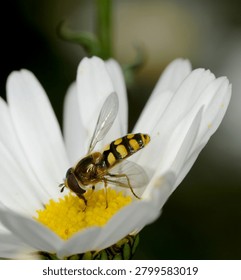 close up of a type of Hover fly commonly known as a Migrant Hover fly feeding on an Ox Eye Daisy flower